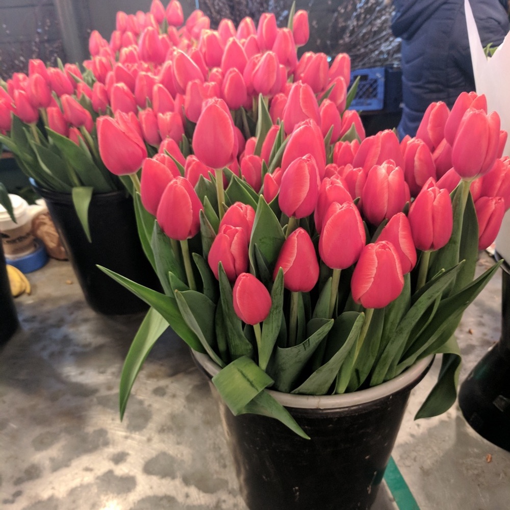 Meet your Posher, Gilian